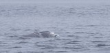 Walvis