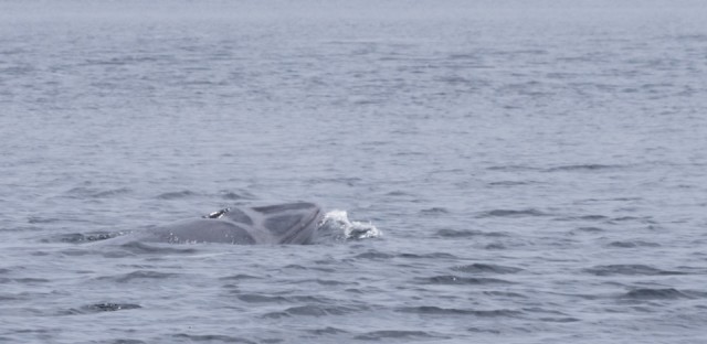 Walvis