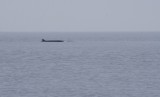Walvis