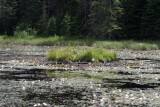 Algonquin
