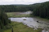 Algonquin