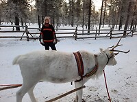 Reindeerfarm