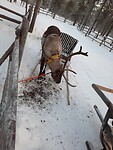 Rudolf