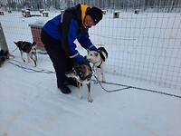 Thanks doggies