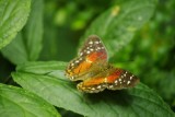 pacific science museum vlindertuin
