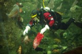 Seattle aquarium duiker met krill