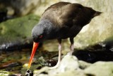 vogel eet mossel