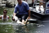 steur snake river