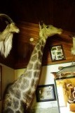 Whitebird summit lodge