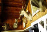 Whitebird summit lodge