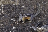 chipmunk