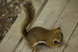 chipmunk