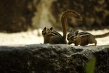 2 chipmunks
