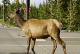 Yellowstone onze eerste elk