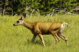 Yellowstone elk