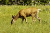 Yellowstone elk