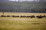 Yellowstone bizonkudde