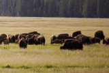 Yellowstone bizonkudde