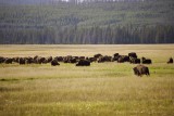 Yellowstone bizonkudde