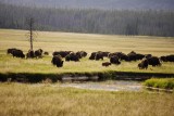 Yellowstone bizonkudde