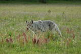 Yellowstone wolf