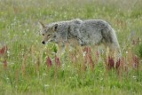 Yellowstone wolf