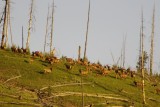 Yellowstone kudde elken