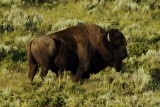 Yellowstone bizon