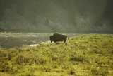 Yellowstone bizon maakt ochtendwandeling