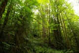 precies de jungle