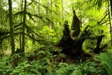 precies de jungle