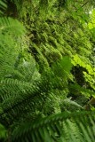 precies de jungle