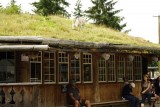 goats on the roof
