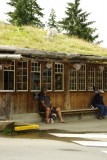 goats on the roof