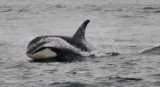 Whale watching