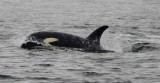 Whale watching