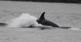 Whale watching
