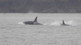 Whale watching
