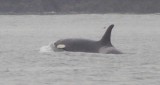 Whale watching