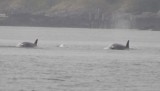 Whale watching
