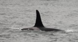 Whale watching