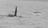 Whale watching