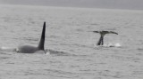 Whale watching
