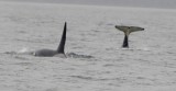 Whale watching