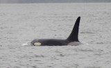 Whale watching