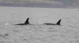 Whale watching