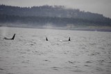 Whale watching