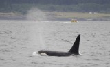 Whale watching