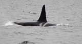 Whale watching