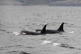 Whale watching